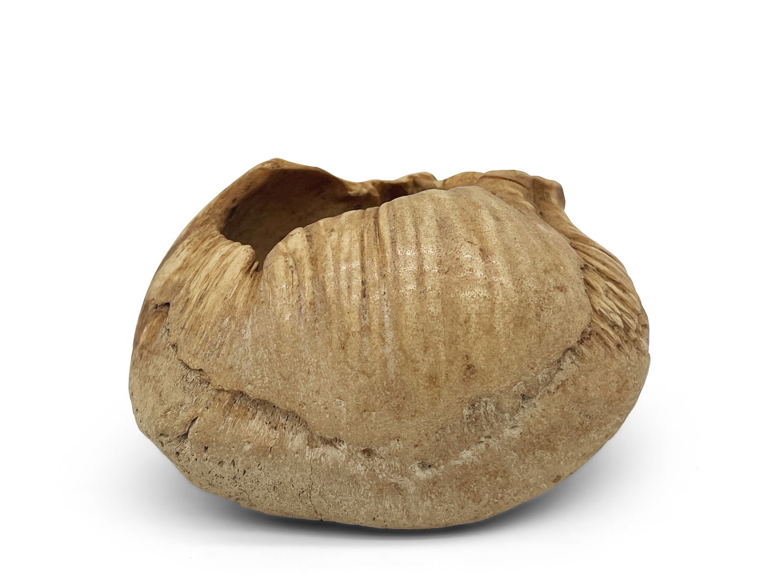 Whale Ear Bone: A whale ear bone. 2-1/2in tall x 4in wide. | Philadelphia Metro area delivery, NYC curbside delivery, and international third-party shipper information are all available on our website: BriggsAuction.