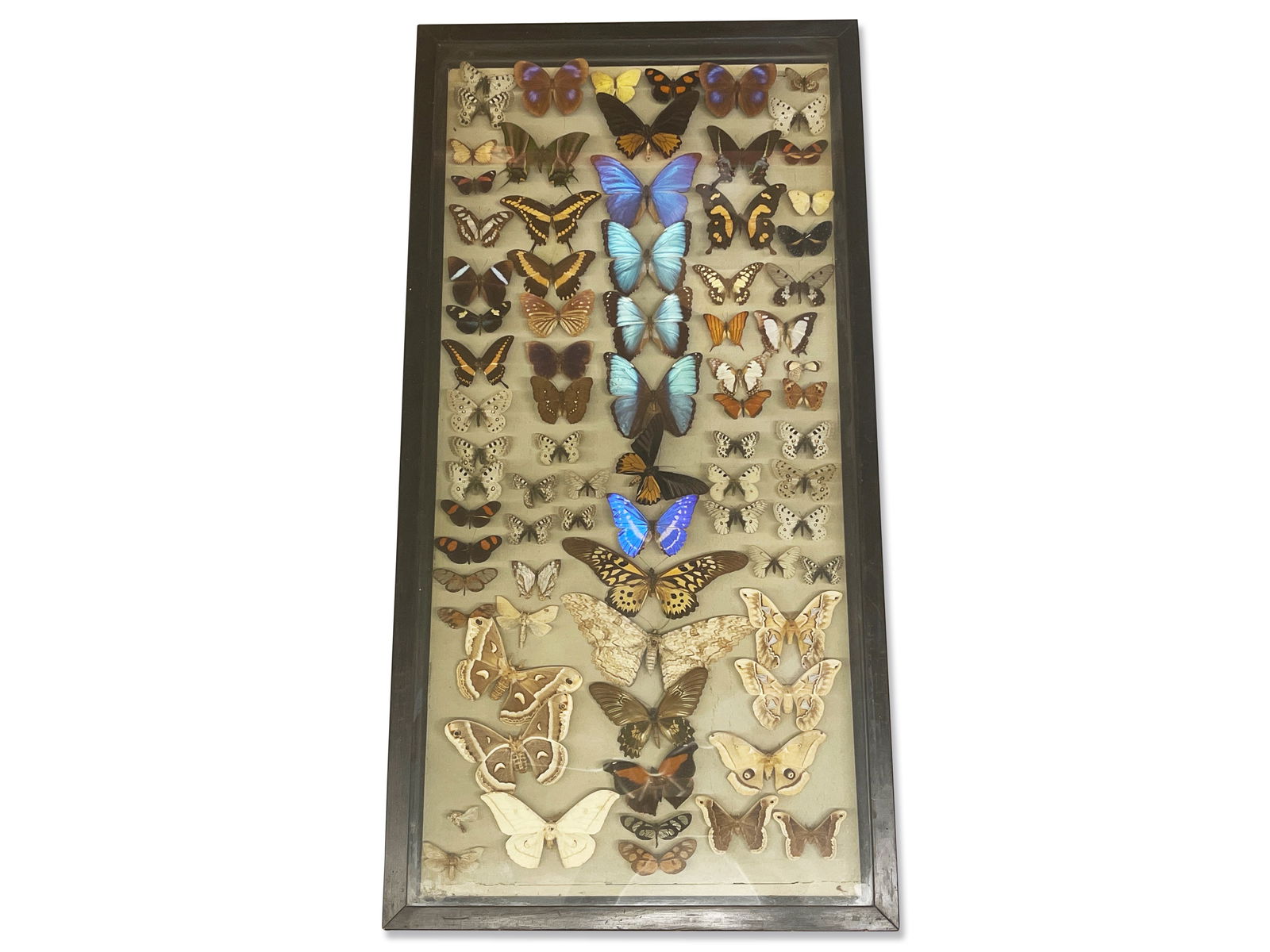 Lepidopterology 78-Specimen Display (1 of 4)