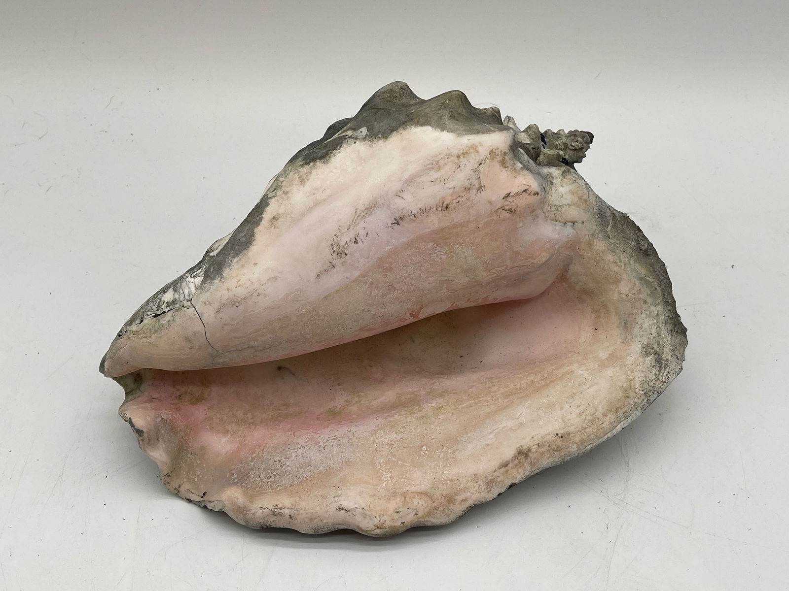 Large Conch Seashell (1 of 4)