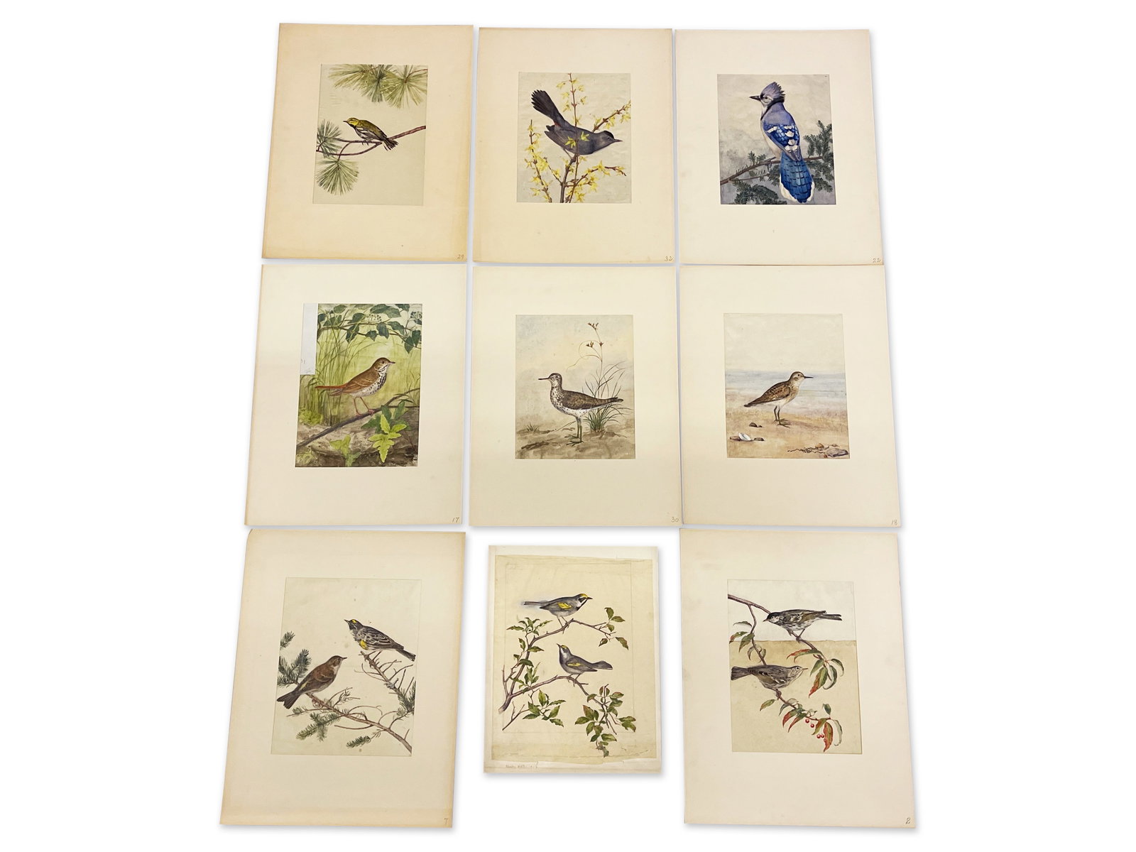 Nine Henry L. Morse Audubon-style Watercolors of Birds (1 of 7)