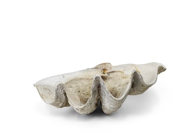Large White Clam Shell Center Bowl