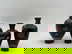 item-208495270=6