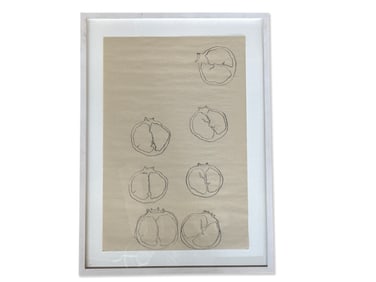 Eli Farahmand Graphite/Newsprint: Pomgranetete 2