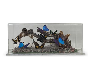 Lepidopterology Butterfly Diorama Display