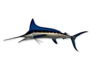 Blue Marlin Trophy Wall Mount