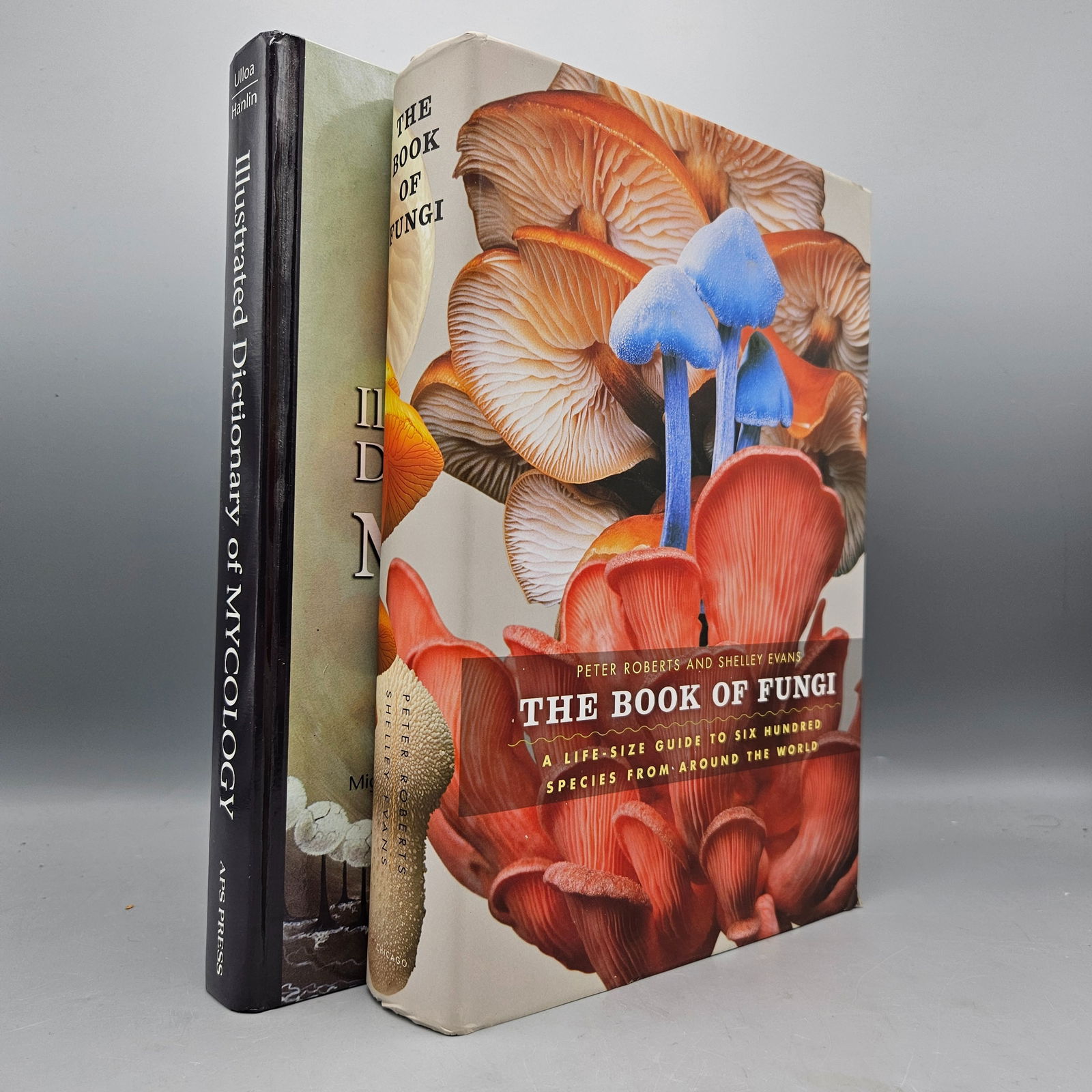 [Fungi] Mushrooms (1 of 17)