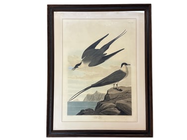 John James Audubon. Arctic Yager
