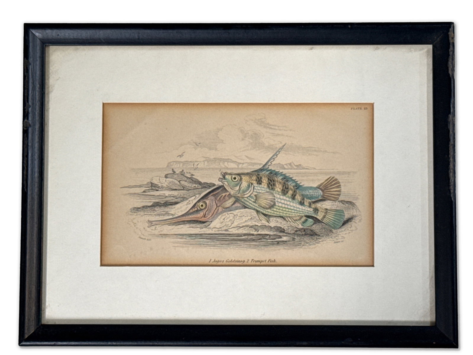 W.H. Lizars Etching: The Naturalist Library: A hand-colored etching printed by W.H. Lizars of Edinburgh, depicting a Jagos Gildsinny and Trumpet Fish. Numbered Plate 23. Mat opening: 4in x 6-1/2in. Frame: 7-1/2in x 10in. | You have additional