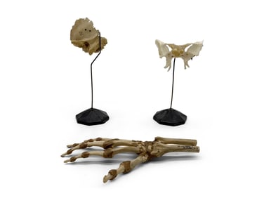 Human Medical Bone Specimen Group