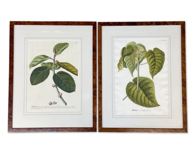 Two Botanical Engravings: Ehret and Trew