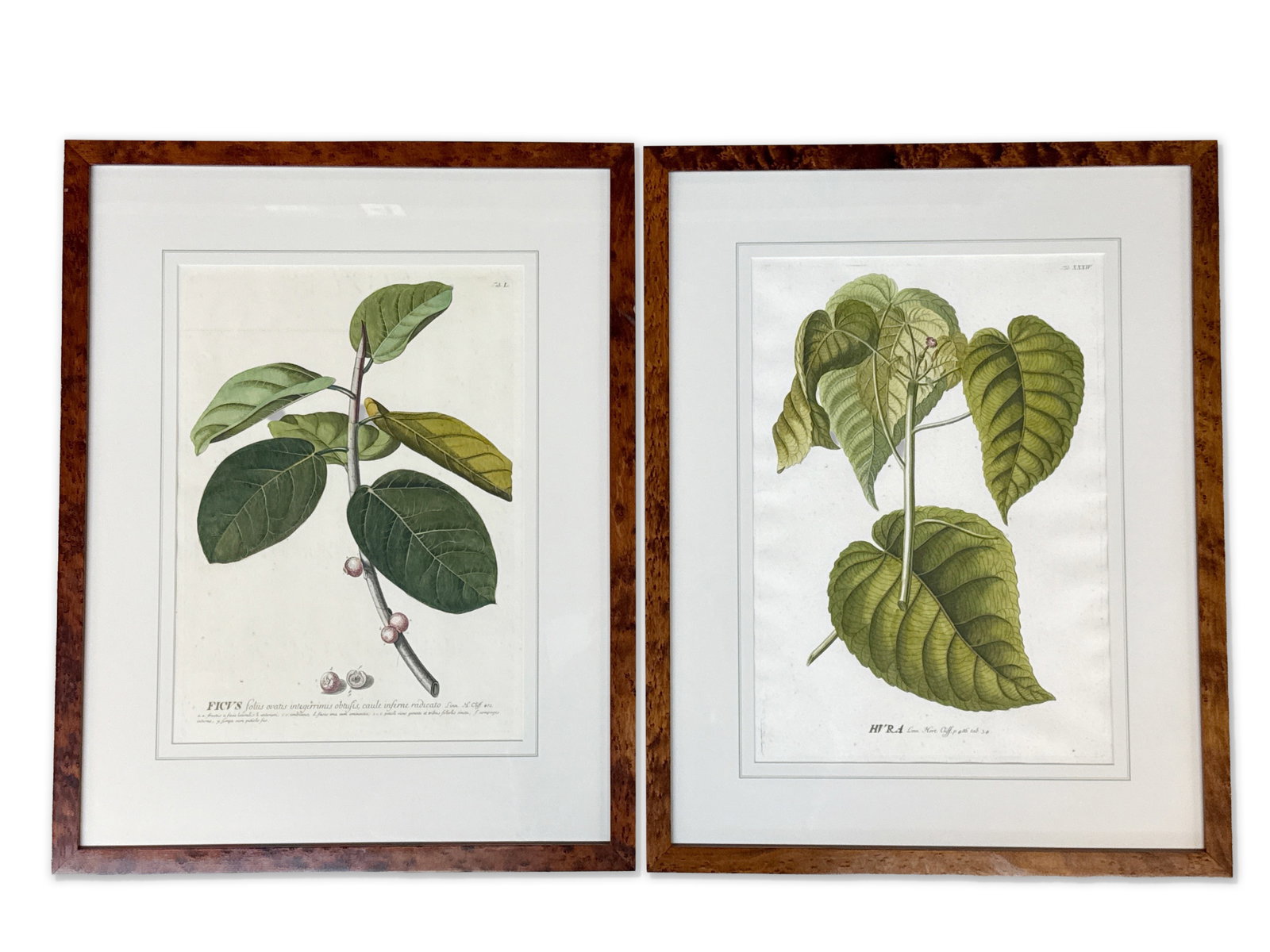 Two Botanical Engravings: Ehret and Trew (1 of 9)