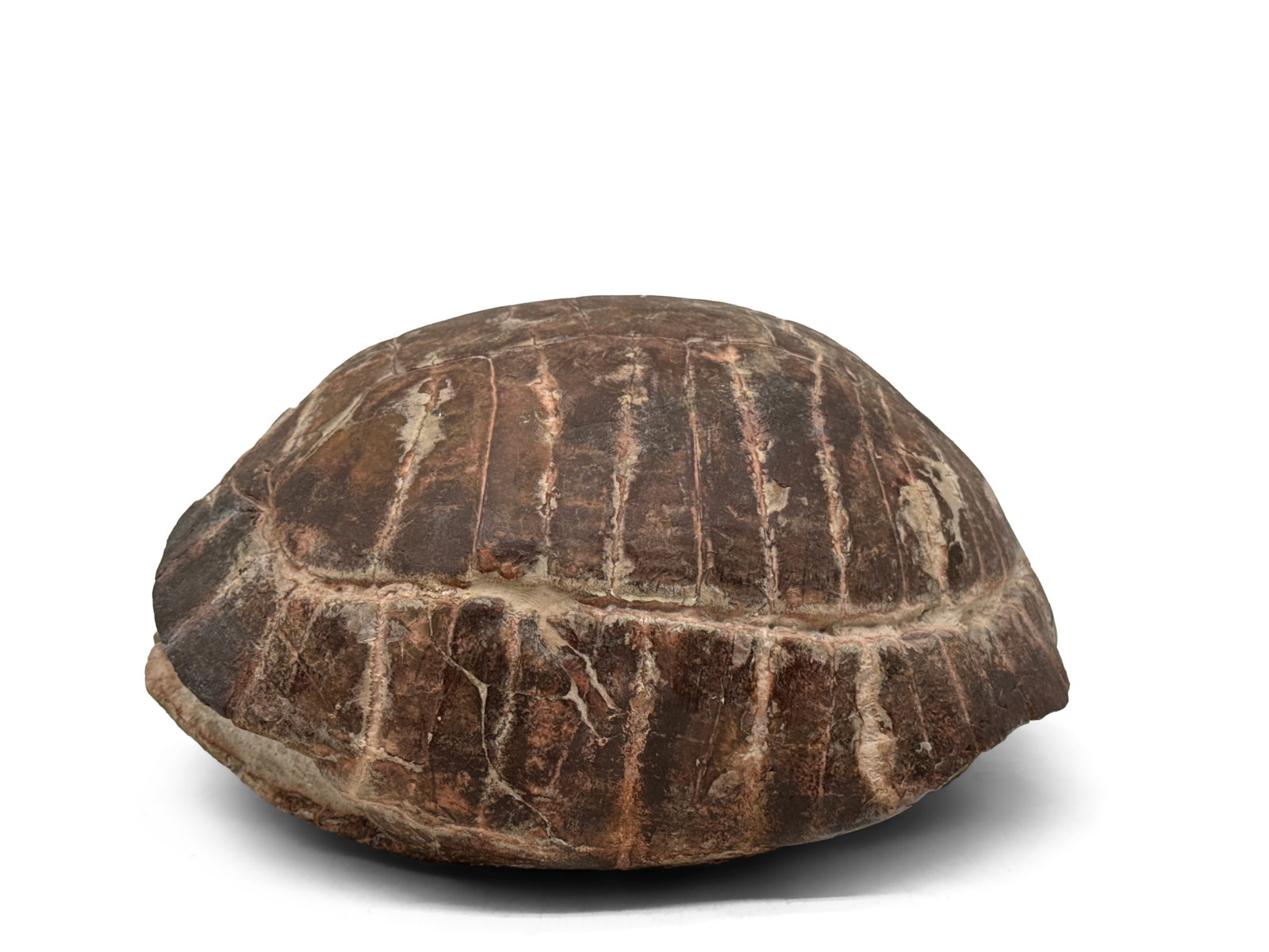 Fossilized Tortoise Shell (1 of 7)