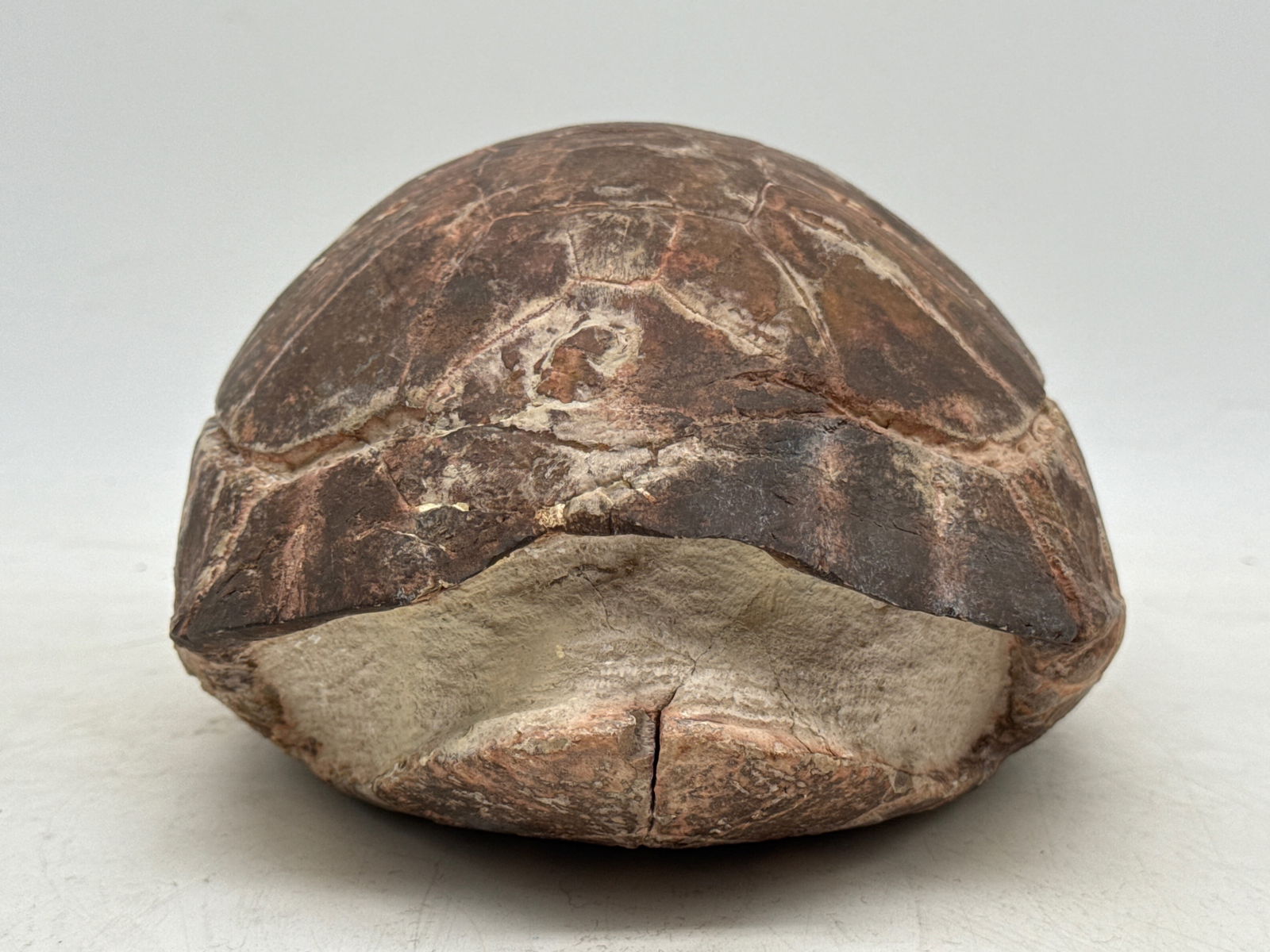 Fossilized Tortoise Shell - 2