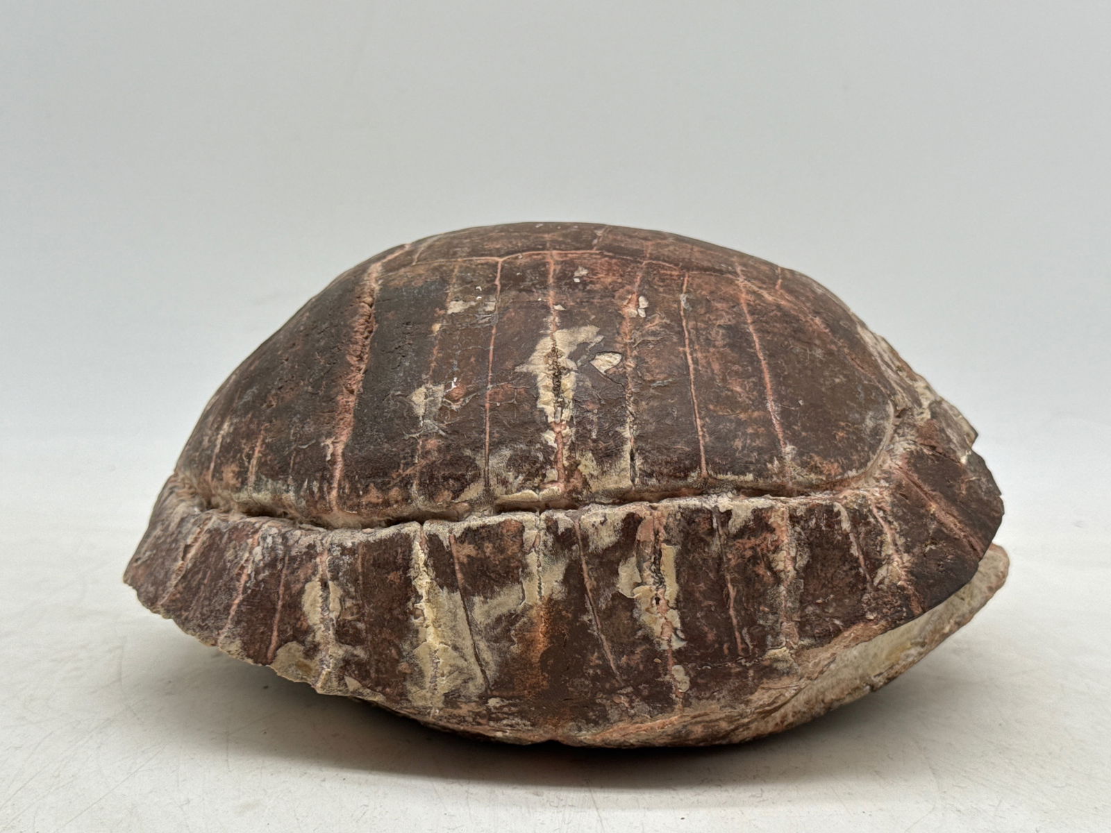 Fossilized Tortoise Shell - 3
