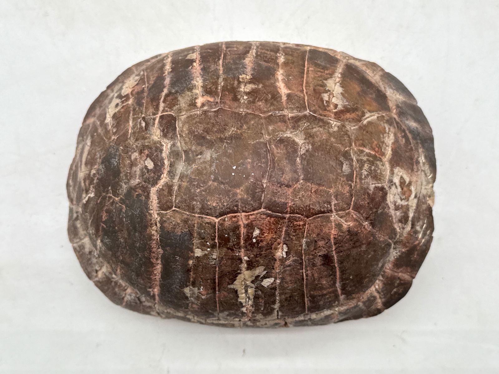 Fossilized Tortoise Shell - 4