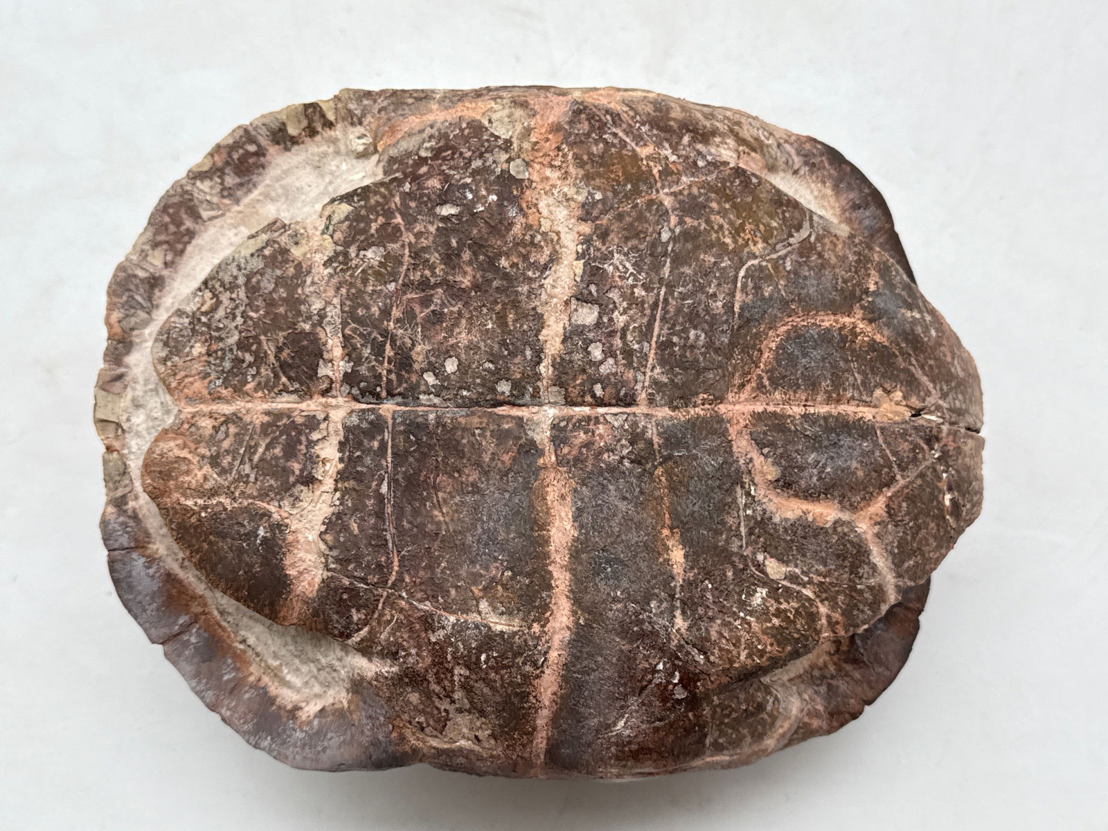 Fossilized Tortoise Shell - 5