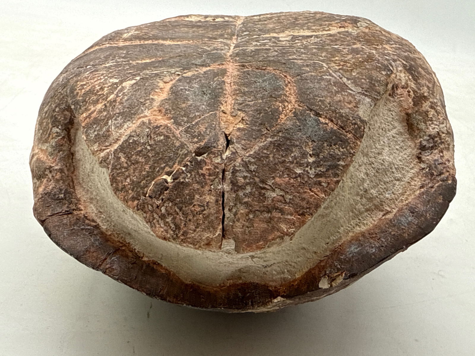 Fossilized Tortoise Shell - 7