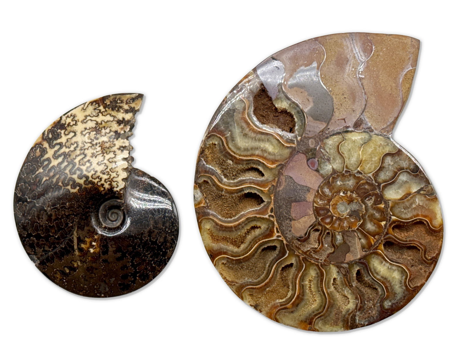 Two Polished Ammonite Fossils (1 of 7)