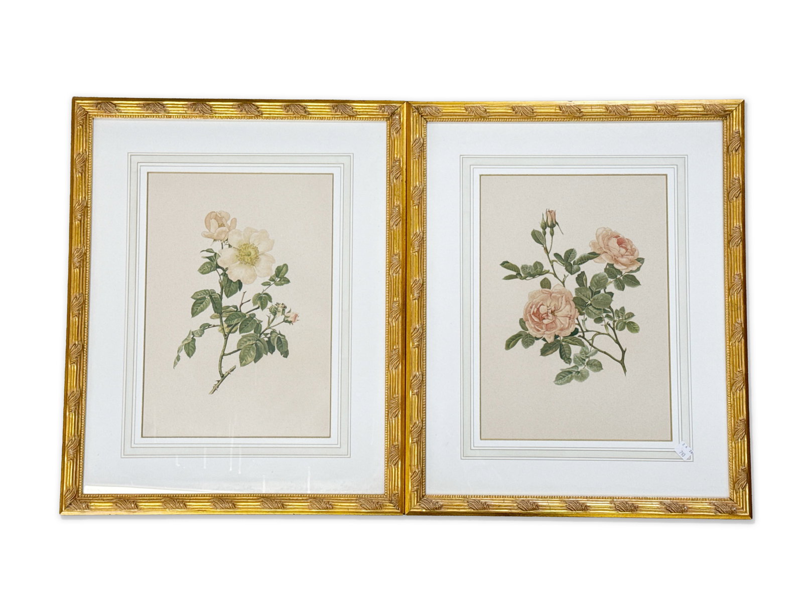 Two Ellen Willmott Botanical Chromolithgraphs (1 of 4)