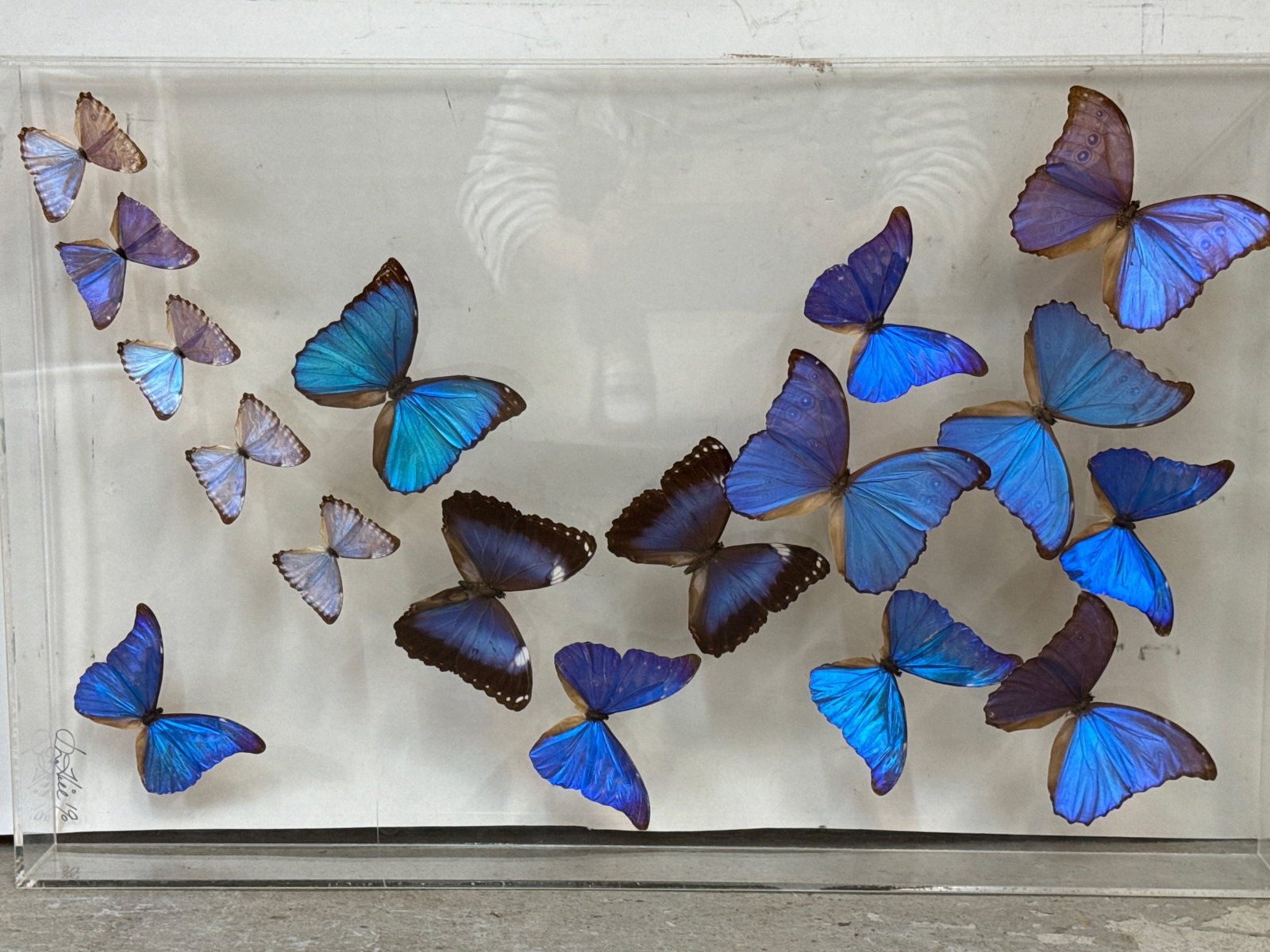 Two Lepidopterology Butterfly/Moth Specimen Displays - 2