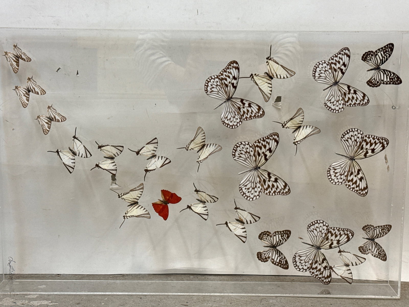 Two Lepidopterology Butterfly/Moth Specimen Displays - 6