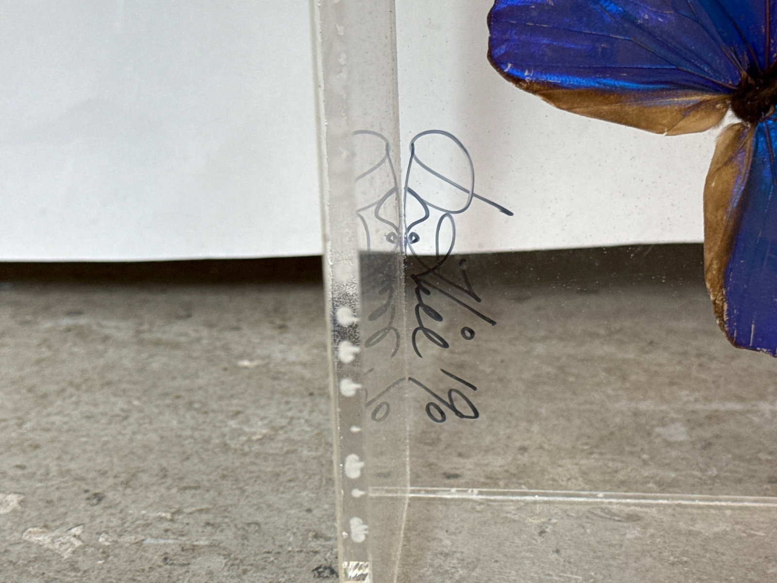 Two Lepidopterology Butterfly/Moth Specimen Displays - 9