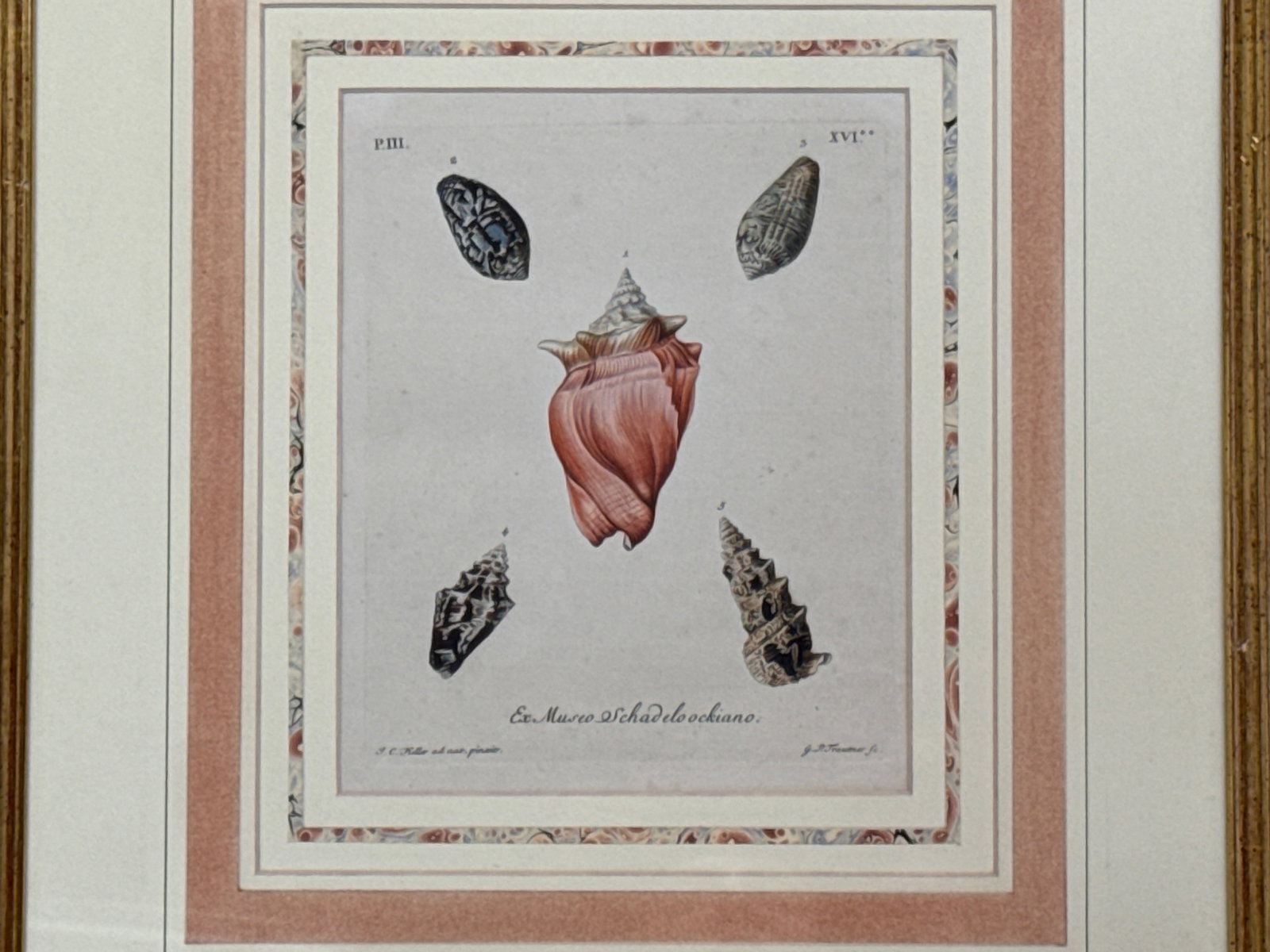 Two J.A. Eisenmann Botanical Shell Engravings - 5