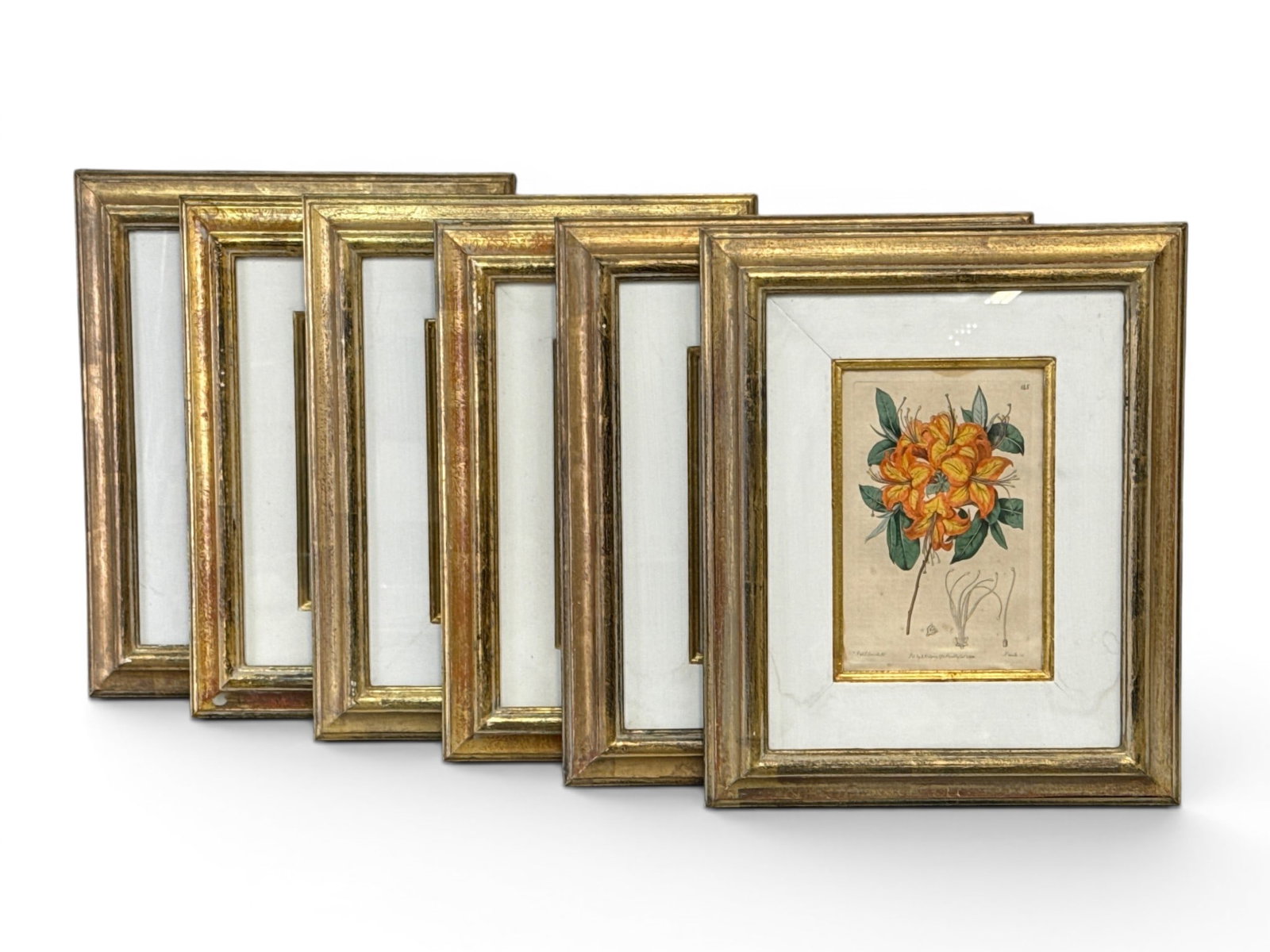Six Hand-Colored Botanical Engravings: A grouping of six hand-colored botanical engravings in giltwood frames. Frame openings: 8-3/8in x 5-1/2in. Outside frames: 16-1/2in x 13-1/2in. | You have additional shipping options, and are not requ