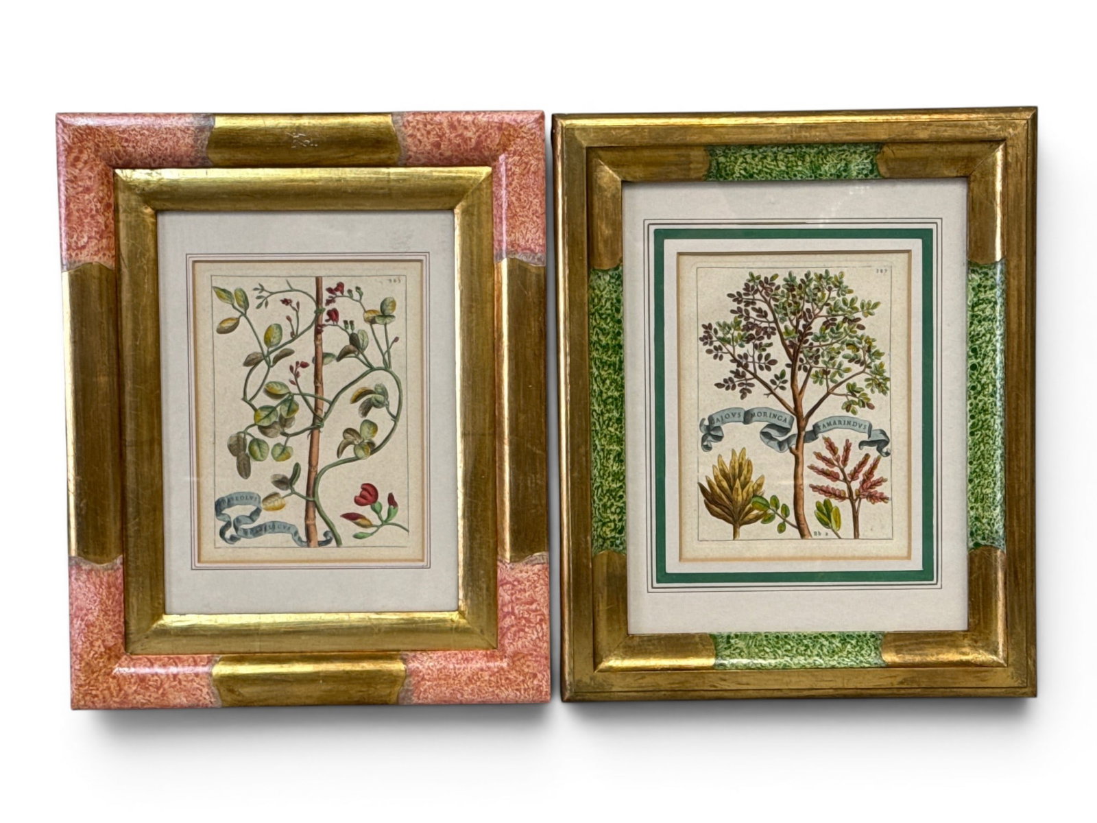 Two Botanical Prints in Italian Decorated Frames: A pairing of botanical prints in Italian hand-painted giltwood frames. Outside frames: 16-1/4in x 13-1/4in. | You have additional shipping options, and are not required to use Live Shipping. Additiona