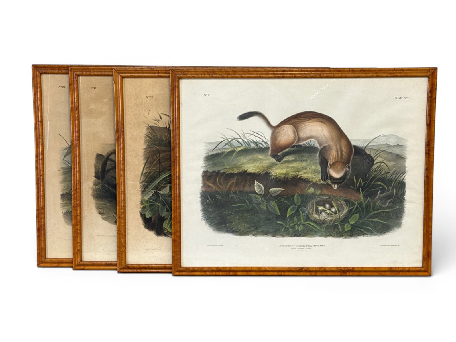 Four Audubon Hand-Colored Lithographs (1 of 5)