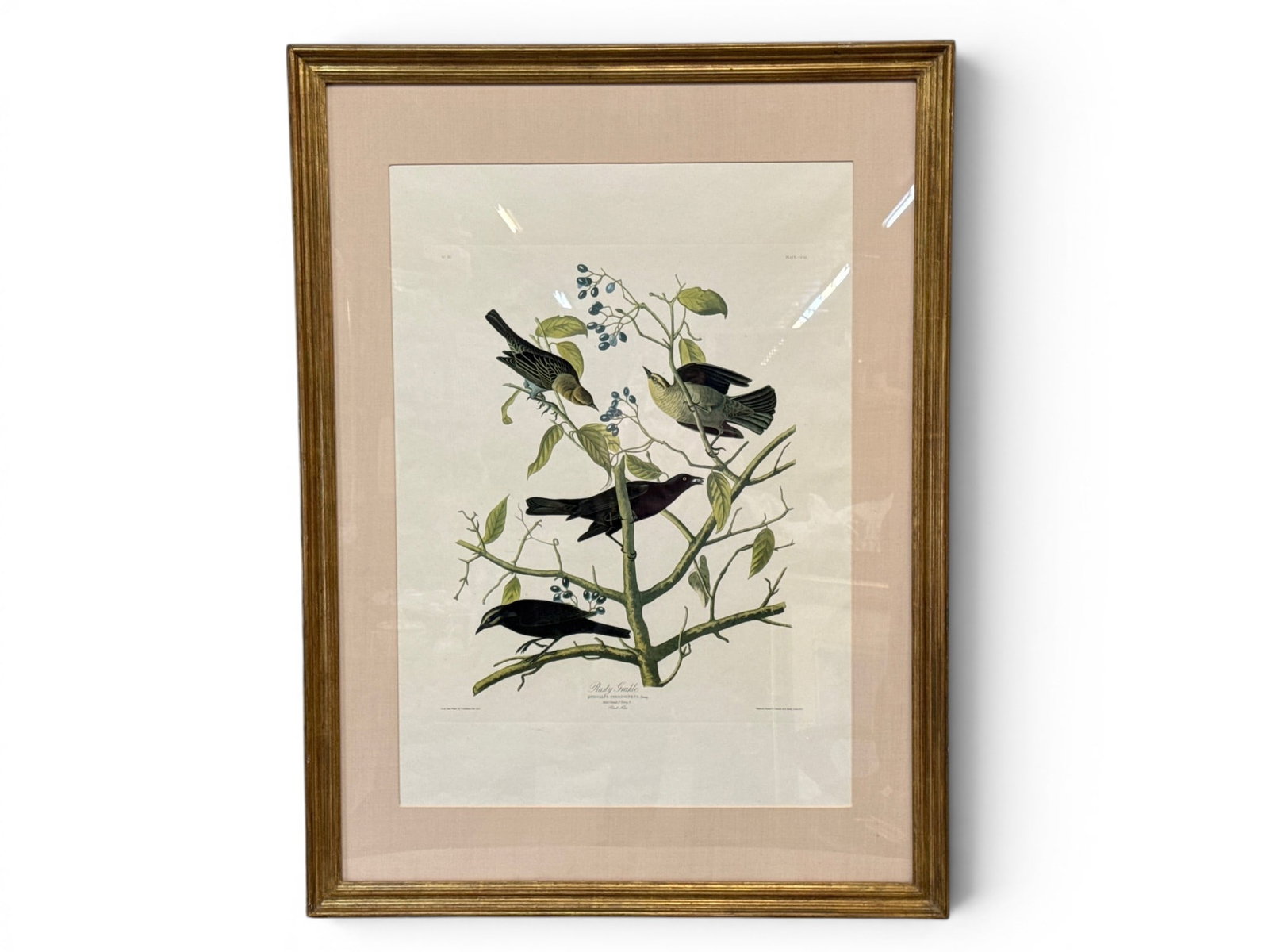 R. Havell Engraving After Audubon: Rusty Grakle: Robert Havell (British, 19th C.). A hand-colored etching after James John Audubon's plate CLVII, number 32, "Rusty Grakle". Engraved, printed, and colored circa 1833. Mat opening: 34-1/2in x 24in. Fra