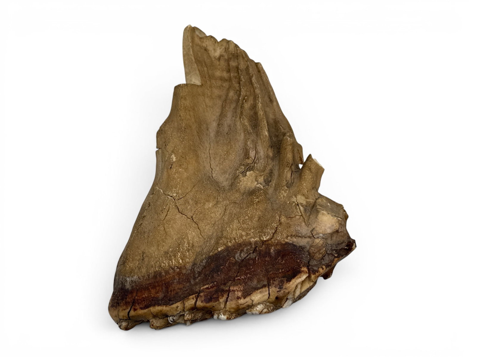 Fossilized Dinosaur Tooth (1 of 4)