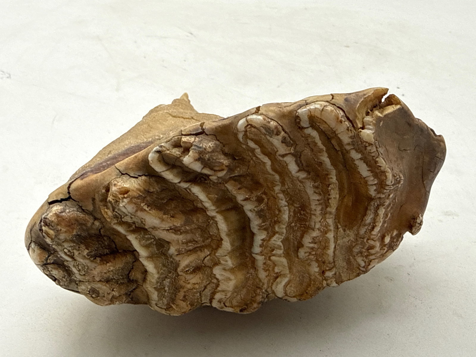 Fossilized Dinosaur Tooth - 2