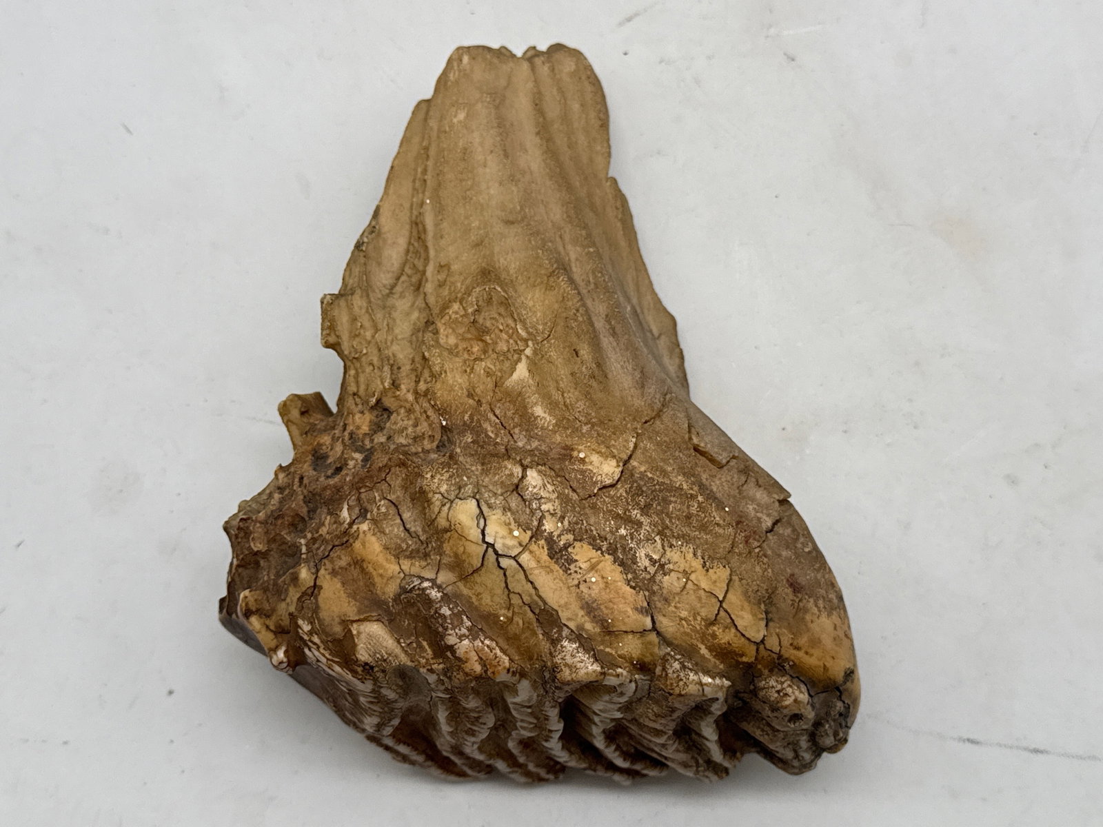 Fossilized Dinosaur Tooth - 3