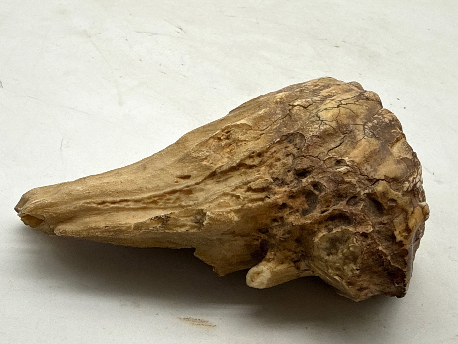 Fossilized Dinosaur Tooth - 4