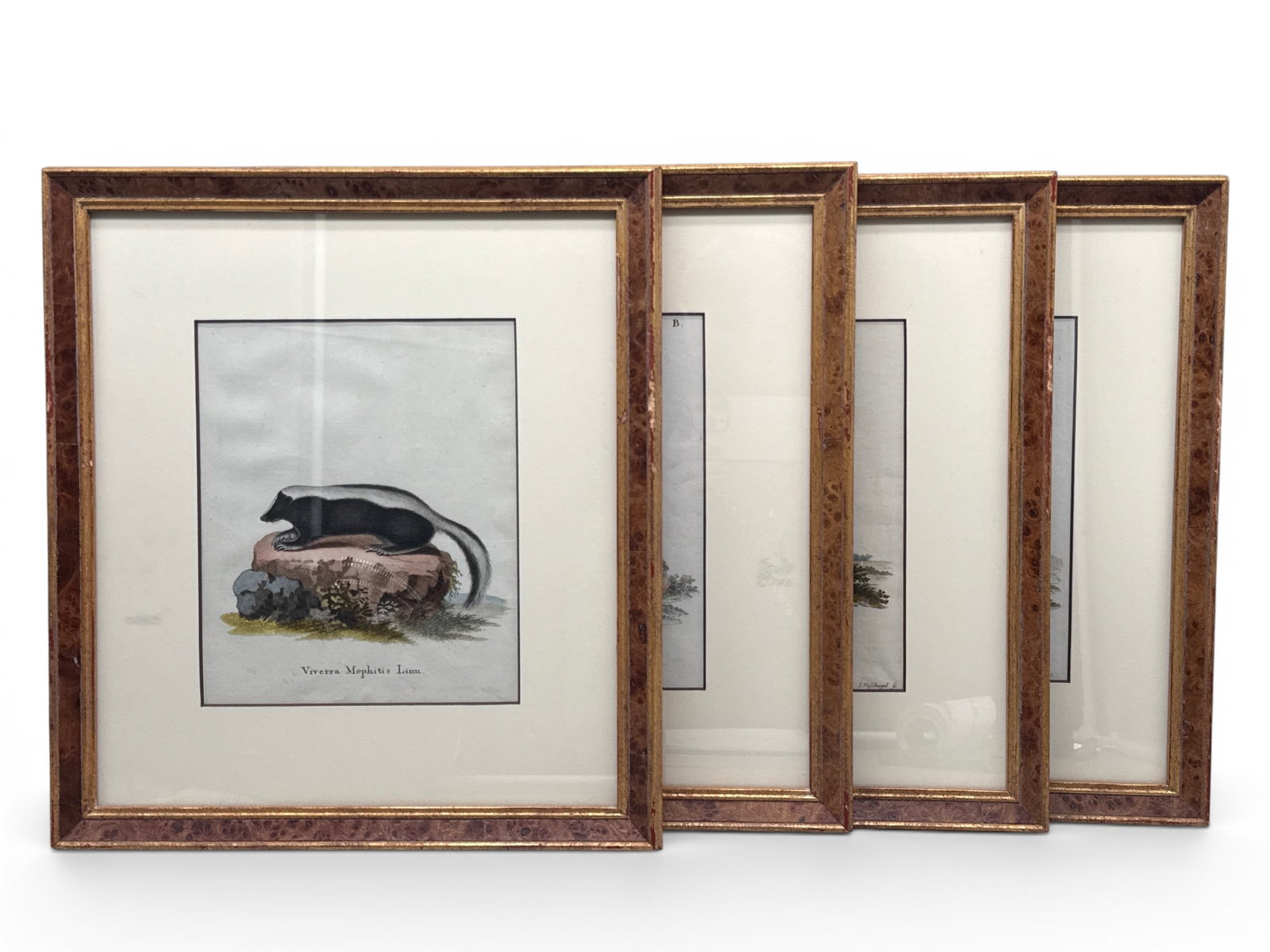 Four Jacques de Sevres Natural History Engravings (1 of 11)