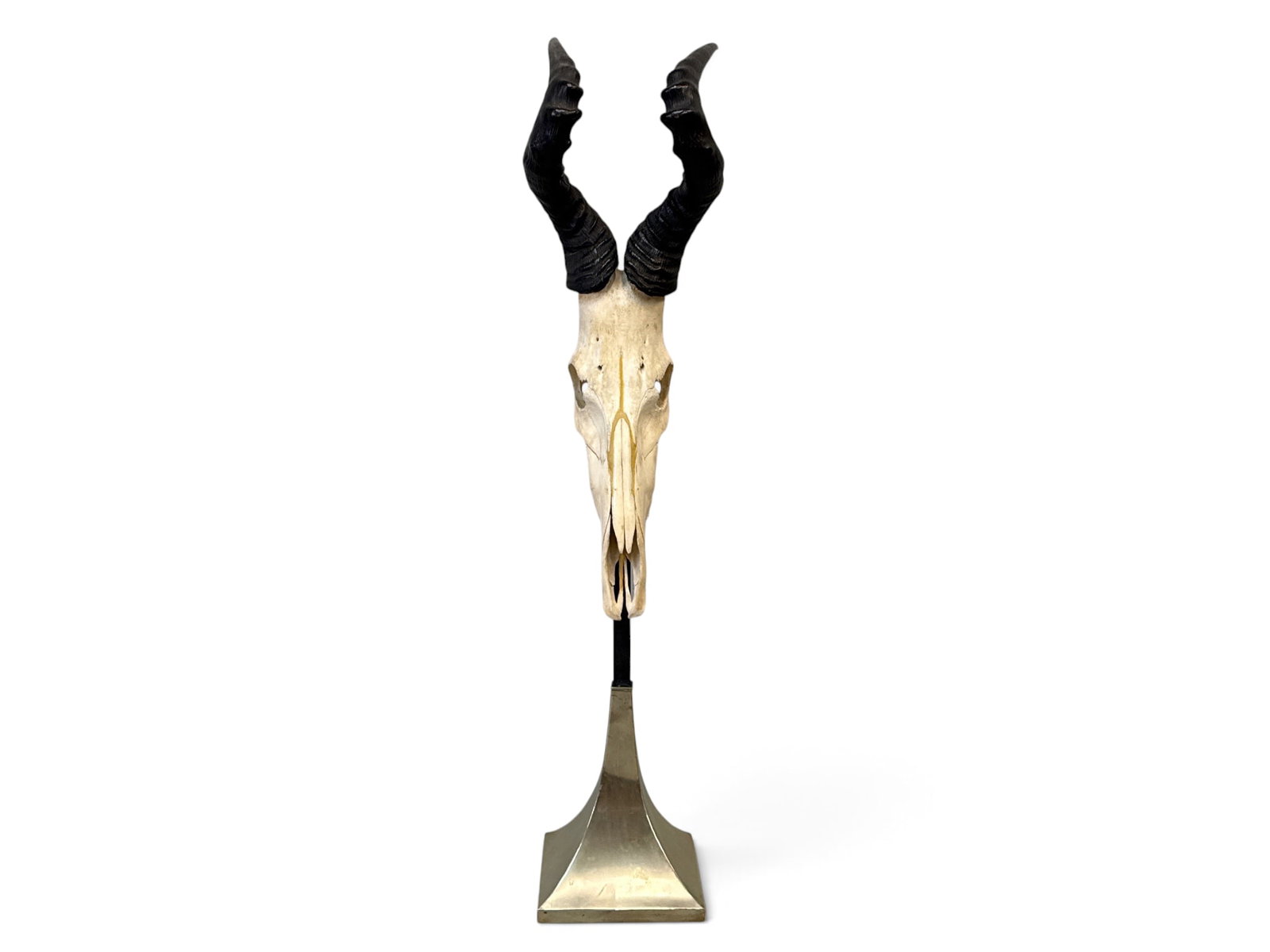 Taxidermy Hartebeest Skull on Base: A taxidermy Hartebeest skull mounted on a modernist tapering stand. 47in tall x 10in wide. | You have additional shipping options, and are not required to use Live Shipping. Additional shipping and de