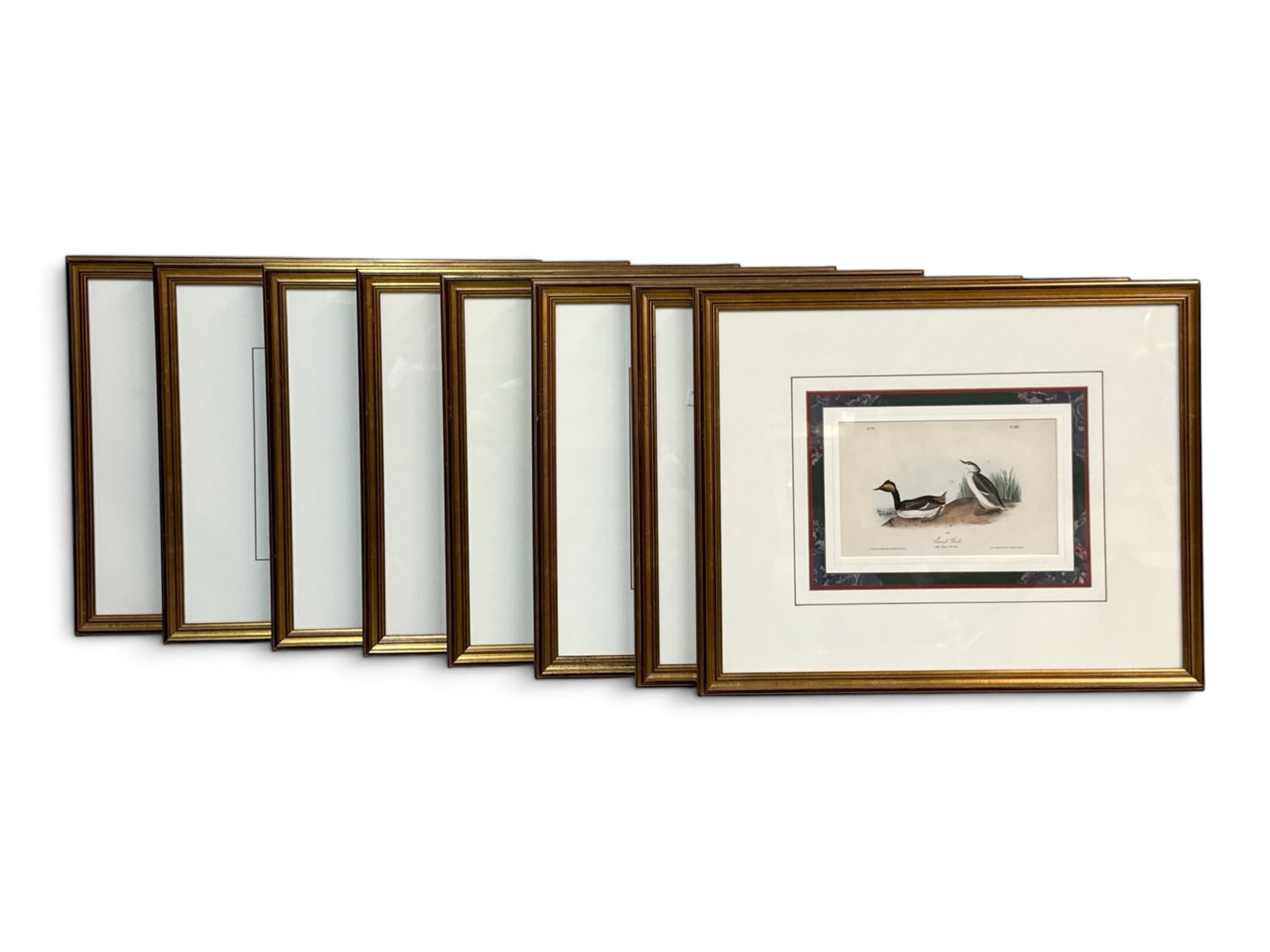 Eight James Audubon Birds of America Lithographs (1 of 13)