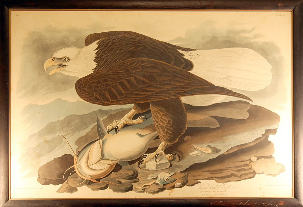Engraving with Etching,  after John James Audubon (1 of 5)