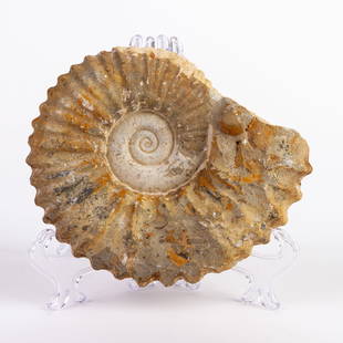 Ammonite Fossil Natural Sculpture: DIMENSIONS APPROX 5x12x15CM.