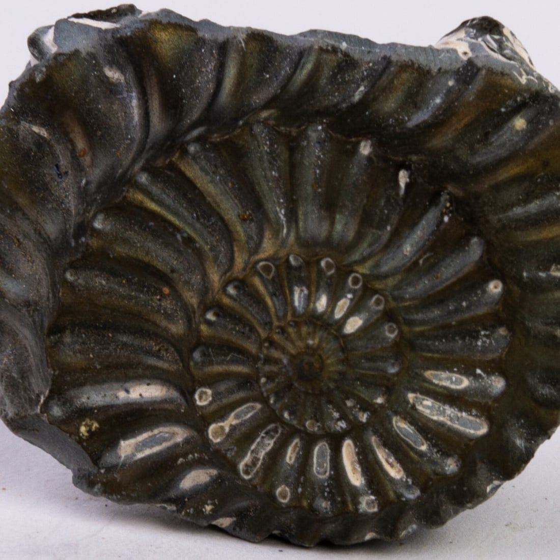 Ammonite Fossil: DIMENSIONS APPROX 4x3x1CM.