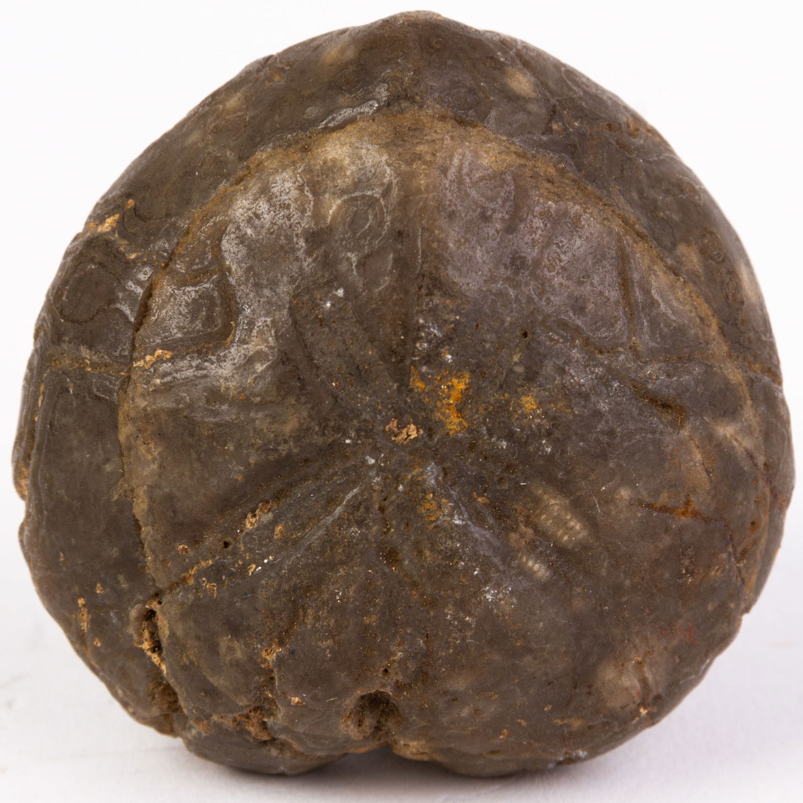 Natural Fossil: Please carefully study all photographs