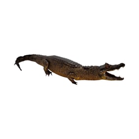 American Taxidermy Full Body Alligator, Florida Gator