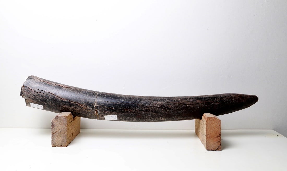 Original Mammoth Tusk Fossil (1 of 13)