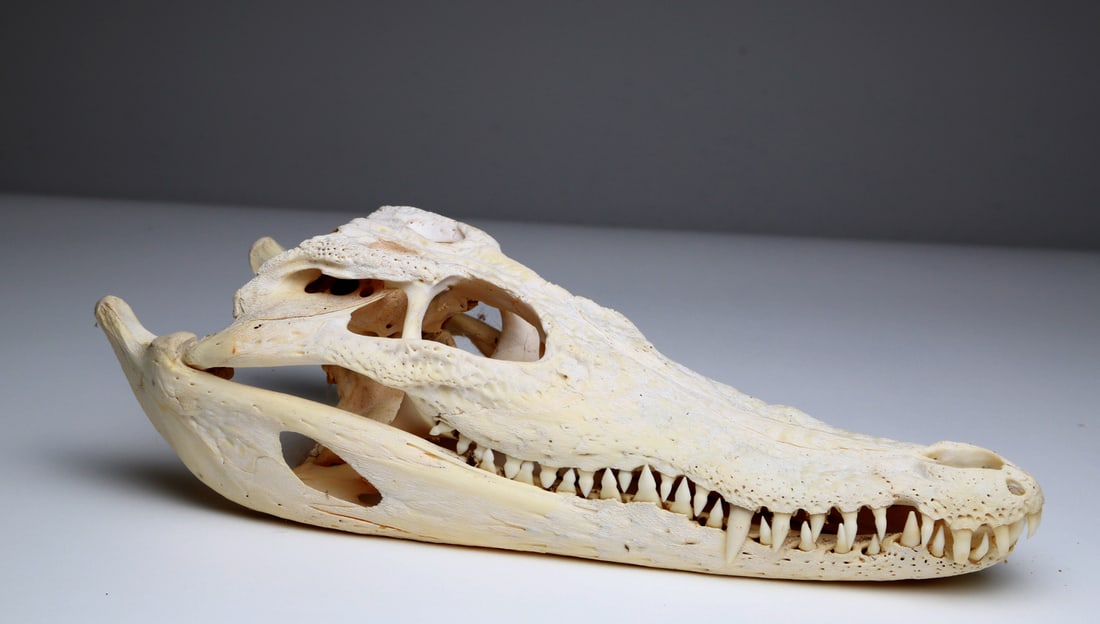 crocodile skull (1 of 4)