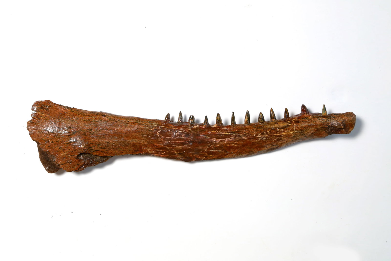 Dinosaur Jaw from Mongolia (1 of 11)