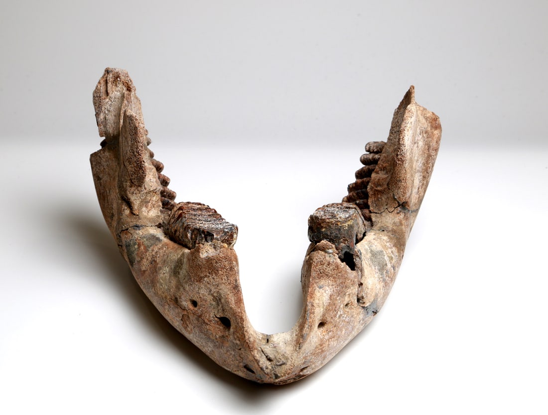Fossilized mammoth Woolly Mammoth Lower Jaw (1 of 13)
