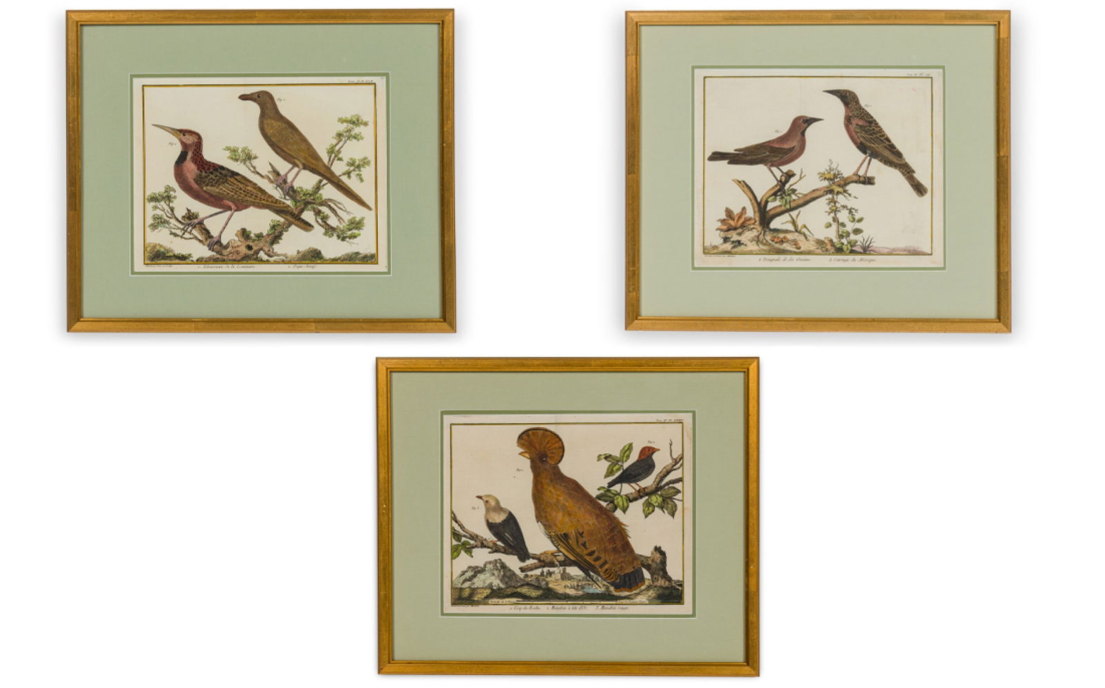 Francois Martinet, (3) ornithology engravings (1 of 20)
