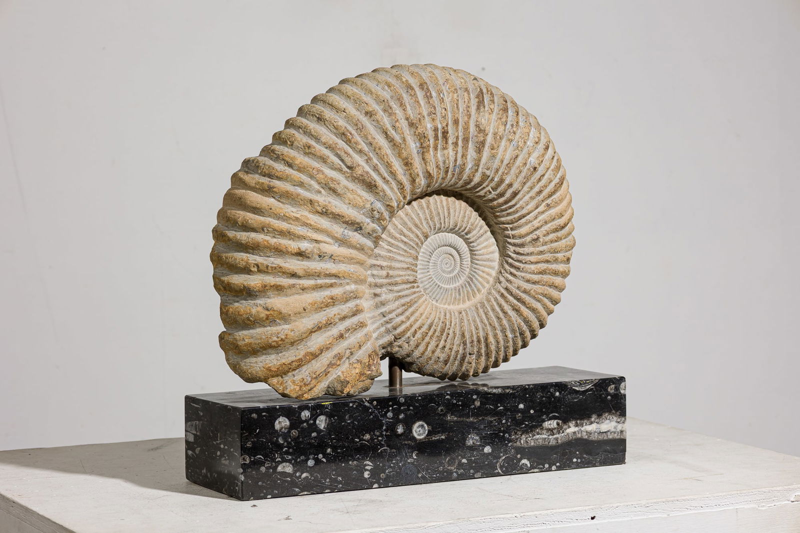 Large Nautilus Ammonite Fossil (1 of 11)
