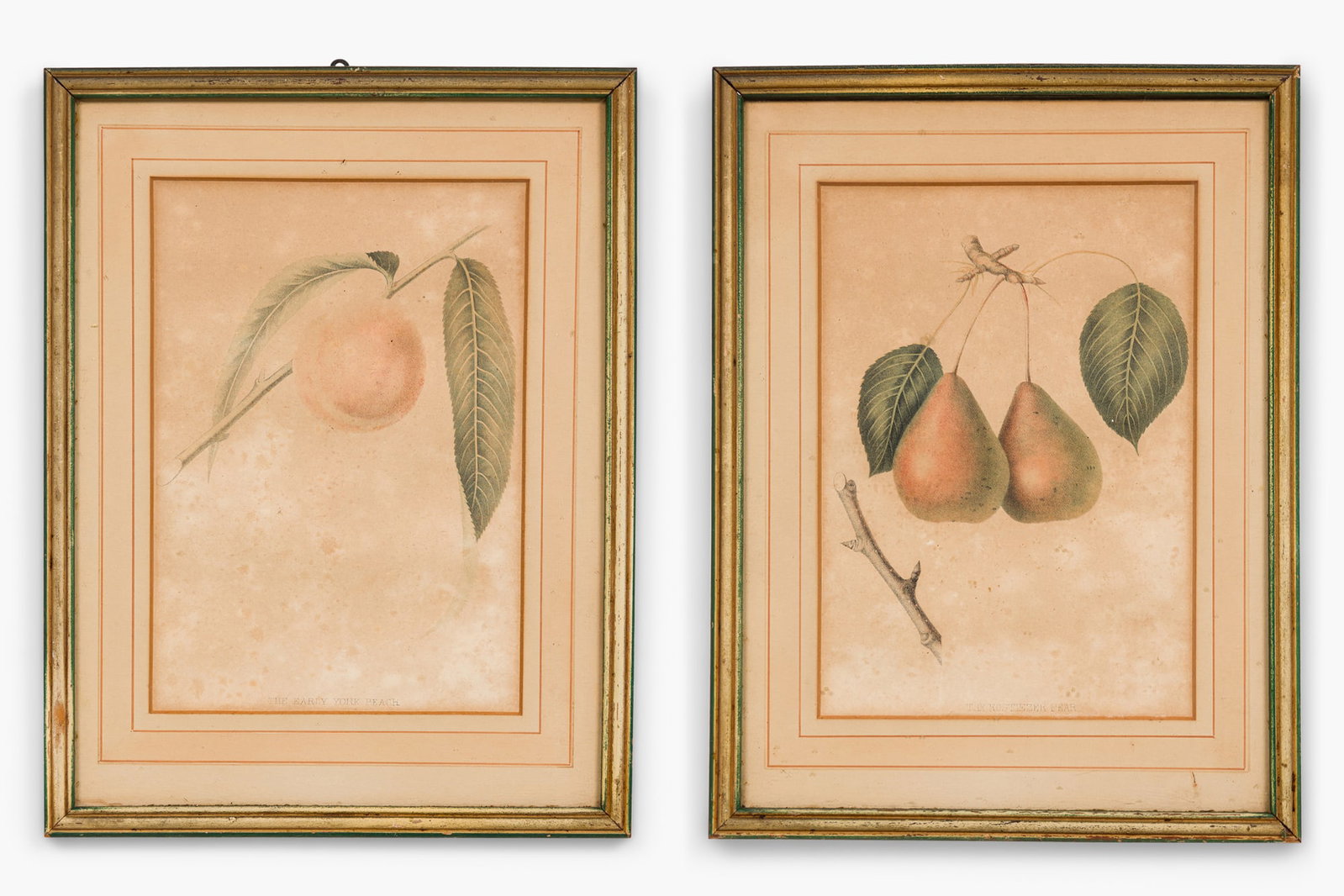 Charles Hovey, (2) Botanical Fruit lithographs, c. 1850 (1 of 15)